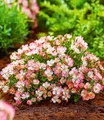 BALDUR Garten Rose Alpin-Rose 'Cutie Pie®', 1 St., Bodendecker, winterhart, duftend, bienenfreundlich