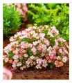 Alpin-Rose "Cutie Pie®",1 Pflanze