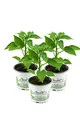 Gelbe Paprika Pflanzen im 3er Set,F1 Sorten frische Paprikapflanzen im Topf
