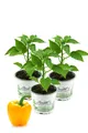 Enseleits Gelbe Paprika Pflanzen im 3er Set,F1 Sorten frische Paprikapflanzen...