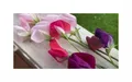 Stk - 30x Großblumige Duftwicke EKO Gomphrena Garten Pflanzen - Samen K457 - Seeds & Plants Shop by Ipsa