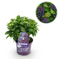 Hortensie Hydrangea Forever & Ever Lila 7-12 Blumen ⌀23cm ↕55cm