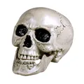Schädel Maxilla mit beweglichem Gebiss - Größe ca. 17 x 15 cm