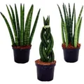 Exotenherz Sansevieria Cylindrica Pfiffiges 3Er Set im 9cm Topf Bogenhanf Schwiegermutterzunge