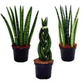 Sansevieria cylindrica - Pfiffiges 3er Set im 9cm Topf - Bogenhanf, Schwiegermutterzunge
