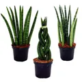 Exotenherz - Sansevieria cylindrica - Pfiffiges 3er Set im 9cm Topf - Bogenhanf