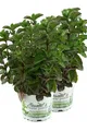 2er Set Grapefruit-Minze, Minze Pflanze, Winterhart (Mentha suaveolens x pipe...