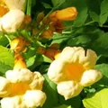 2 x Gelbe Trompetenblume - Campsis radicans 'Flava' | 50-60 cm in Container