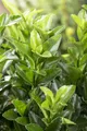 Euonymus japonicus 'Green Spire', Spindelstrauch, ca. 9x9 cm Topf