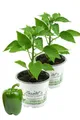 Grüner Paprika, Paprika Pflanze im 2er Set,2 grüne Paprikapflanzen im Topf
