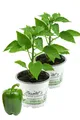 Enseleits Grüner Paprika, Paprika Pflanze im 2er Set,2 grüne Paprikapflanzen ...