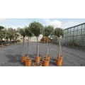 Olivenbaum Olive 160 - 180 cm Hochstamm, beste Qualität, winterhart