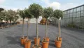 gruenwaren jakubik Olivenbaum Olivenbaum Olive 160 - 180 cm Hochstamm, beste Qualität, winterhart