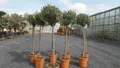 Olivenbaum Olive 160 - 180 cm Hochstamm, beste Qualität, winterhart
