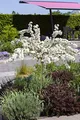 Malus 'Tina' 80–100 cm – Winterhart, Mehrjährig, Pflegeleicht – Zierapfel – Ziergehölz für Garten & Kübel