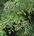 Lebensbaum Martin 60-80cm - Thuja plicata