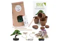 HappySeed Blumensamen Bonsai Anzuchtset inkl. eBook - Afrik. Blauregen + Austr. Kiefer, Bonsai