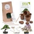 Bonsai Starter Kit Anzuchtset inkl. GRATIS eBook - Blauregen + Austr. Kiefer