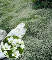 BALDUR Garten 9x Winterhartes Sternmoos, Pflanzen im 9x9 cm-Topf, immergrüner Bodendecker mit Sternblüten, bildet dichte Teppiche im Garten, pflegeleicht & anspruchslos, winterhart, mehrjährig