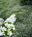 BALDUR Garten Bodendecker Winterhartes Sternmoos, 9 St., Polsterstaude, immergrün, winterhart, mehrjährig, pflegeleicht