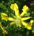 Österreichischer Ginster 20-30cm - Chamaecytisus austriacus - lebende Gartenpflanze aus den Baumschulen
