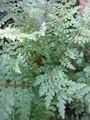 Polystichum setiferum Proliferum - Schmaler Filigranfarn