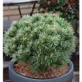 Zwerg Bergkiefer Benjamin 20-25cm - Pinus mugo