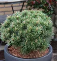 Zwerg Bergkiefer Benjamin 20-25cm - Pinus mugo - lebende Gartenpflanze aus den Baumschulen