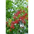 Berberis vulgaris 60-80 cm