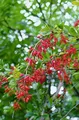 Berberis vulgaris 60–80 cm – Winterhart, Mehrjährig, Pflegeleicht – Gewöhnliche Berberitze – Heckenpflanze für Garten & Sichtschutz