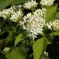 Orangerindiger Hartriegel Midwinter Fire 100-125cm - Cornus