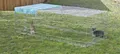 Kerbl Freigehege 230x115 Ausbruchsperre  Freilaufgehege 82825