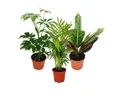 Exotenherz Zimmerpflanze Zimmerpflanzen Set mit 3 Pflanzen - Typ 1- 9cm
