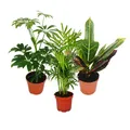 Exotenherz - Zimmerpflanzen Set mit 3 Pflanzen - 9cm - Typ 1