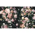 Komar Vliestapete, Blume, 400x250 cm, FSC Mix, Tapeten & Wandverkleidungen, Vliestapeten