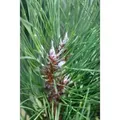Pinus Sylvestris Fastigiata Kiefer Säulenförmig 60–70 cm