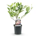 GreenboutiQ - Sträucher - Magnolia Soulangiana - Blüten Hellrosa - 1 Pflanze - Laubabwerfend - Wenig Pflege - Topf 17cm Höhe 45cm
