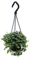 Pflegeleichte Mini-Ampelpflanze - Pilea glauca - Blaue Kanonierblume