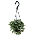 Exotenherz - Pflegeleichte Mini-Ampelpflanze - Pilea glauca - Blaue Kanonierblume