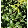 Kugelschnitt Glorie Dwarf 15-20cm - Ilex crenata