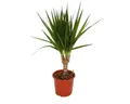 Exotenherz Zimmerpflanze Drachenbaum Dracaena marginata pflegeleichte Zimmerpflanze - Palme