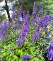 BALDUR Garten Hosta 'Time in a Bottle®',1 Knolle, schmale, gelbe, gewellte Blätter, tiefviolette Blüten, die lange halten, Blickfang für Schatten und Halbschatten, pflegeleicht