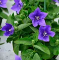 Ballonblume Astra Blau - Platycodon grandiflorus