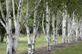 Pflanzen für Dich Baum Betula utilis, 1 St., Himalaya-Birke, Papierbirke, weiße Rinde, schnellwachsend