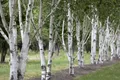 Betula utilis, Himalaya-Birke, 100–150 cm