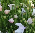 Ballonblume Fuji Pink - Platycodon grandiflorus