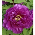 Strauchpfingstrose Purpur - Paeonia suffruticosa