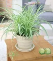 BALDUR Garten 1x Chlorophytum Variegatum, Pflanze im 12 cm-Topf, luftreinigende Zimmerpflanze, unterstützt das Raumklima, Grünlilie, pflegeleicht, Grünpflanze, mehrjährig - frostfrei halten