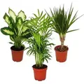 Exotenherz Zimmerpflanzen Mix II 3er Set Dieffenbachia Chamaedorea Dracena Marginata im 10-12cm Topf