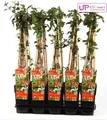 Hoogeveen Lonicera Periclymenum 'Serotina'- 65 cm, Ø 15 cmHoogeveen Lonicera Periclymenum Serotina - 65 cm, Ø 15 cm
